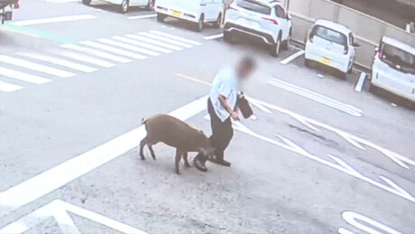 VÍDEO: Javali ataca e fere 2 pessoas em área urbana do Japão