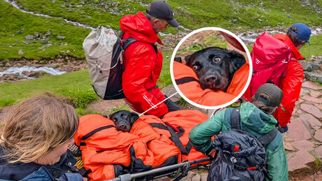 Cadela que engoliu maconha é resgatada na montanha na Escócia