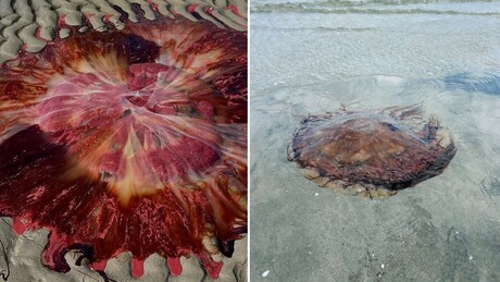 Perigosa criatura se prolifera na costa dos EUA