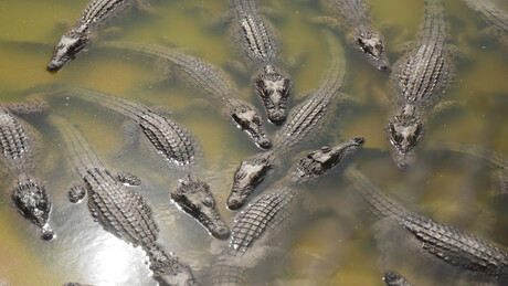 Prisões cercadas por crocodilos: o plano medieval de Israel contra prisioneiros palestinos