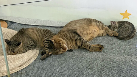 FOTOS: Aeroporto da China cria abrigo para família de gatos de rua e conquista a internet