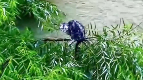 VÍDEO: Gatinho preso em enchentes na China é resgatado com drone