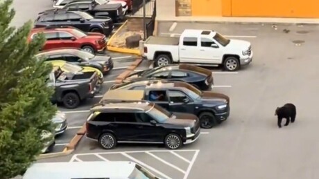 VÍDEO: Urso-negro causa pânico em estacionamento no Tennessee