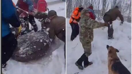 VÍDEO: Jumento coberto por neve é resgatado no Chile