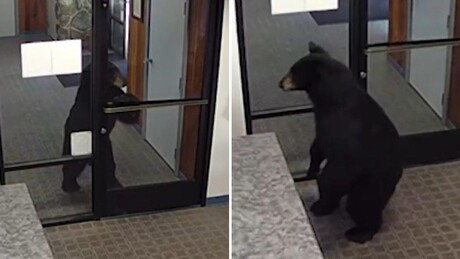 VÍDEO: Urso preto faz visita inesperada a escritório na Califórnia