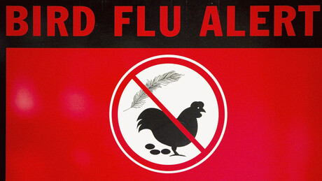 Austrália intensifica vigilância após suspeita de novos casos de gripe aviária