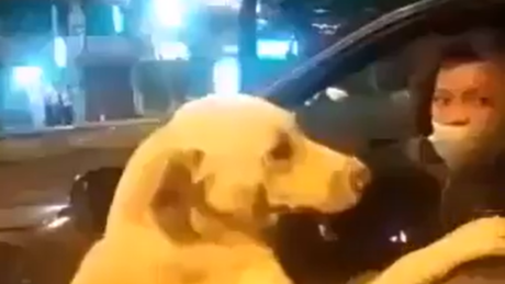 VÍDEO: Labrador persegue carro por 6 quarteirões e gera suspeitas de abandono