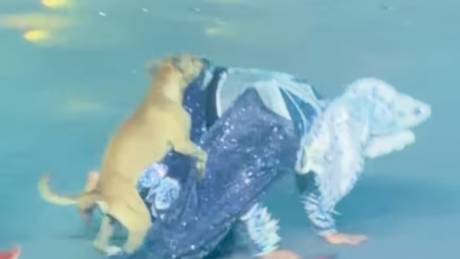 VÍDEO: Participação especial de cachorro caramelo viraliza em festival cultural no Amazonas