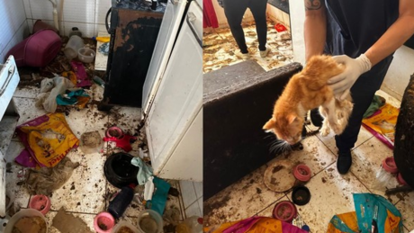 Doze gatos são resgatados em apartamento com restos mortais em Salvador