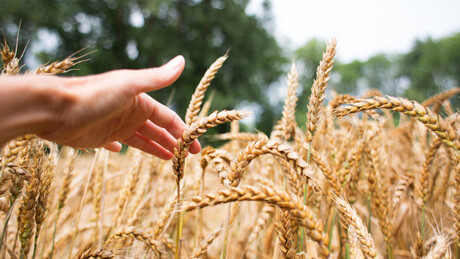 Agricultores da Moldávia pedem controle sobre importação de cereais da Ucrânia