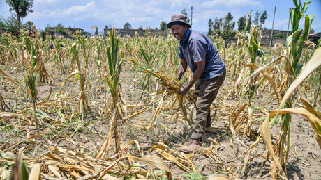 El Niño pode empurrar mais 49 milhões para insegurança alimentar até 2027