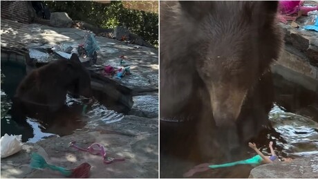 VÍDEO: Urso invade piscina e se diverte com brinquedos de criança nos EUA