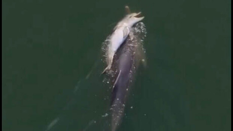 VÍDEO TOCANTE: Mamãe golfinho se recusa a abandonar filhote morto e o carrega por vários dias