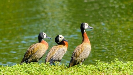 São Paulo registra caso de gripe aviária em marreco encontrado no Parque Ibirapuera