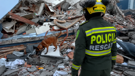VÍDEO: Heróis de quatro patas ajudam a salvar vidas após terremoto