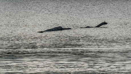 O Monstro do Lago Ness está de volta? Avistamentos atingem números recordes em 2026