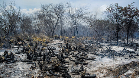 Na Mongólia, Brasil apresenta meta ousada de recuperação ambiental