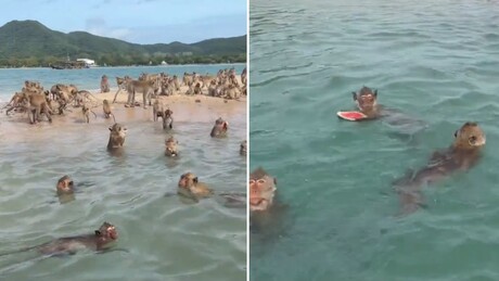 VÍDEO: Dezenas de macacos organizam 'festa aquática' com melancia na Tailândia
