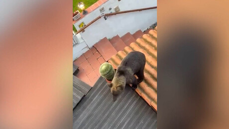 VÍDEO: Invasão de urso na Sibéria; predador alpinista escala telhado de casa