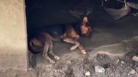 VÍDEO EMOCIONANTE: Cão espera pelos donos em meio às ruínas de casa no Nepal