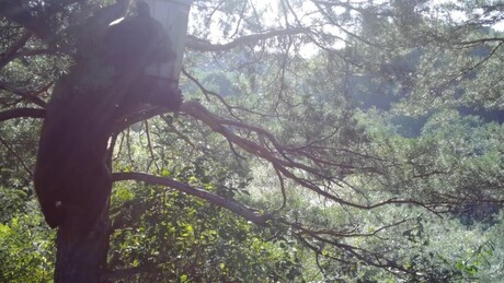 VÍDEO: Urso rouba colmeia e foge para floresta com 'prêmio' na Rússia