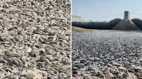 VÍDEO: Cena apocalíptica — seca extrema mata milhões de peixes em rio da Indonésia