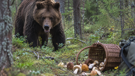 Tragédia na Sibéria: ataque de urso mata 2 idosas que colhiam cogumelo na floresta