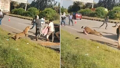 VÍDEO ATERRORIZANTE: Leopardo ferido ataca guarda florestal durante resgate