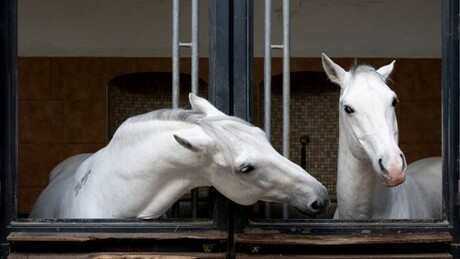A inusitada 'Guerra dos Cavalos': Hungria pede de volta cavalos dados de presente a Charles III