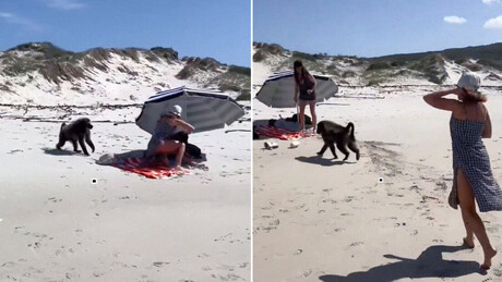 VÍDEO: Babuíno aterroriza banhistas em praia da África do Sul