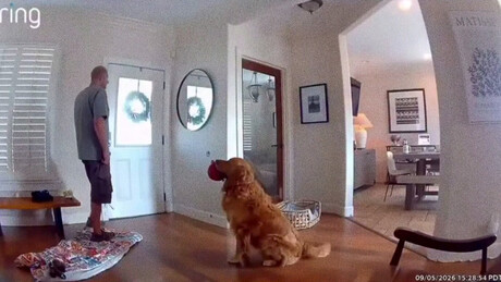 VÍDEO: Cachorro convida para brincar o ladrão que invadiu a casa