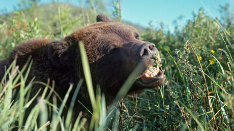 Urso mata duas pessoas na Sibéria Ocidental