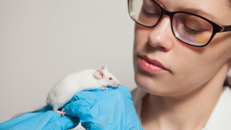 Camundongos com metade do cérebro humano? Descoberta pode mudar o futuro da psiquiatria