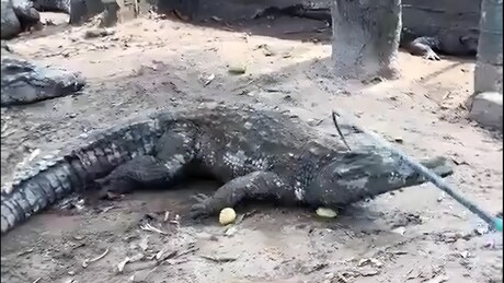 VÍDEO CHOCANTE: Funcionário usa métodos controversos para imobilizar crocodilo