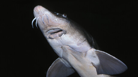 Peixes que vivem mais de 4 séculos? Cientistas fazem descoberta incrível nos Grandes Lagos dos EUA