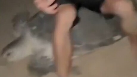VÍDEO: Ucranianos são presos por subirem em tartaruga marinha para gravar vídeo em Omã