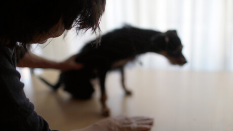 Idosa de 73 anos tem as duas orelhas arrancadas após ataque de rottweilers