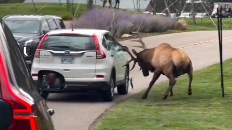 VÍDEO: Alce gigante enfurecido avança sobre carro e arrebenta vidro lateral