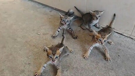 VÍDEO: 4 gatinhos órfãos tentam intimidar seu salvador