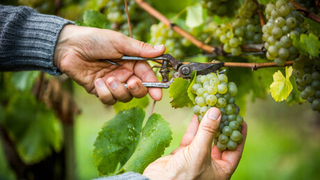 Produção de vinho na França cai a mínimos históricos do século