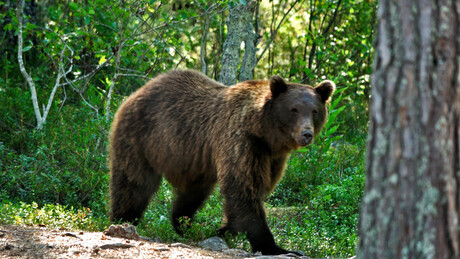 Acontecimento inusitado salva a vida adolescente durante ataque de urso na Rússia
