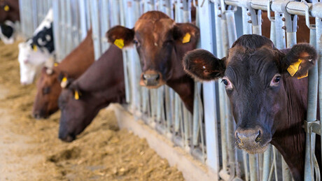 Rússia avança na produção de carne e mantém autossuficiência pelo quarto ano seguido