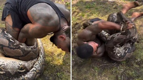 VÍDEO: Luta intensa — influenciador é esmagado por cobra gigantesca, mas vence o 'combate'