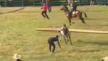 VÍDEO: Homem desafia touro enfurecido, é pisoteado e sobrevive a 2 ataques seguidos