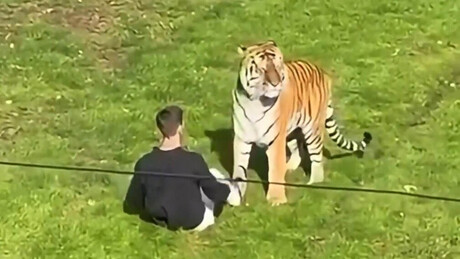 Família de jovem morto após ataque de tigre na Inglaterra revela que a vítima tinha doença mental grave