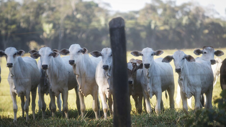 Carne brasileira conquista 38 novos mercados em quatro anos, mesmo diante de restrições