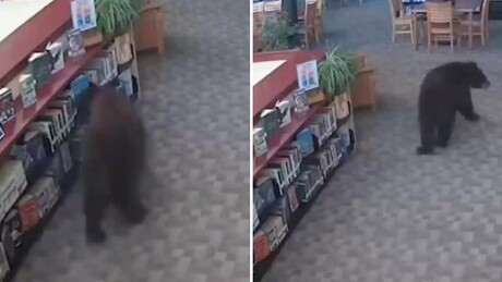 VÍDEO: Urso faz visita inesperada a biblioteca e devora pote de mel nos EUA