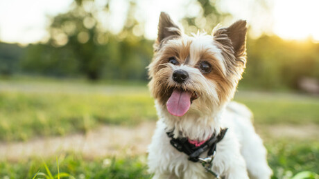 Estudo revela que cães associam sons a formas como os humanos