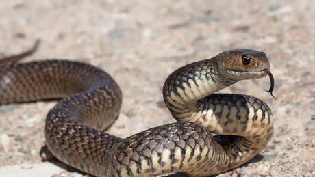 Mexicano é preso na Alemanha com cobras venenosas a pedido de conhecido brasileiro
