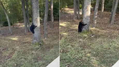 VÍDEO: Davi x Golias — Yorkshire de 3 kg bota urso-negro para correr